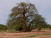 African Baobab Tree