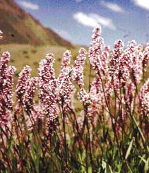 Tibetan Herbs