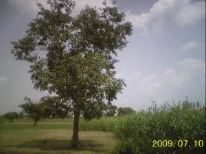 jambul tree