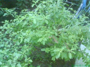 tulsi