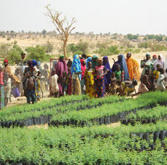 acacia senegal plantation